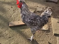 Chickens — الصورة 1