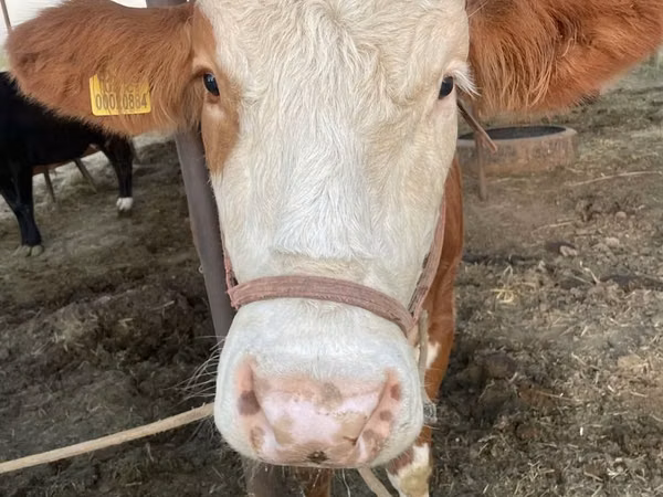 بقرة, Simmental cattle