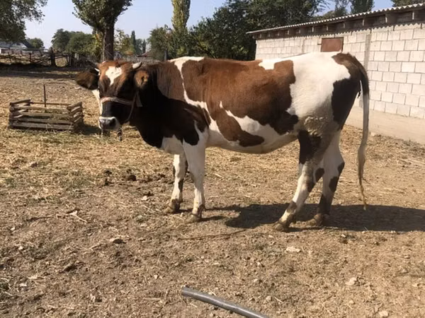 Kuh, Simmental cattle