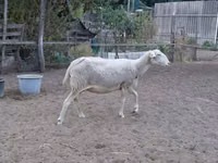 Ovelha, Lacaune sheep — foto 5