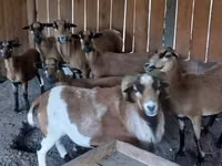 公山羊, Goats — 照片 5
