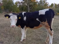 Vacă, Bovine — foto 3