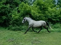حصان, Lipizzaner — الصورة 1