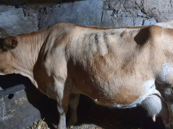 Vacă, Simmental cattle