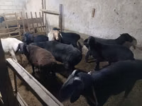 公羊, Sheep — 照片 5