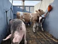Vacă, Simmental cattle — foto 2