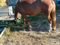Yegua, Caballos — foto 4