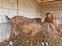 Cabra, Nubian Goat — foto 3