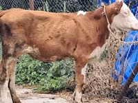 गाय, Simmental cattle — फ़ोटो 1