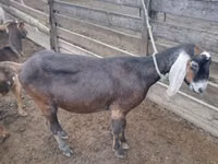 Capră, Nubian Goat — foto 1