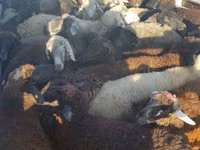 Cabra, Cabras — foto 4