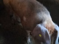 Vier, Porci — foto 1