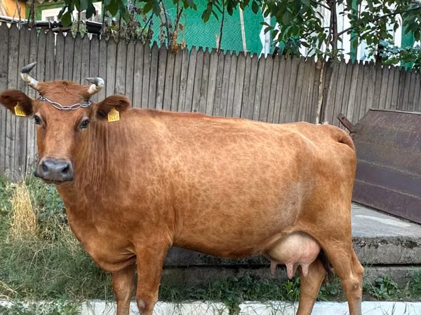 Vaca, Ganado vacuno — Moldavia