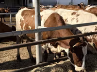 Vacă, Rasa Holstein — foto 3
