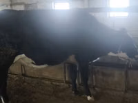 Vaca, Raza Holstein — foto 3