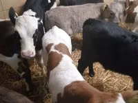 أبقار (دفعة، الجنس غير محدد), Simmental cattle — الصورة 2