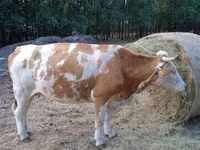 Sigir, Simmental cattle — 4-rasm