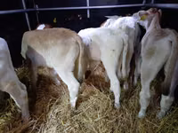ثور, Simmental cattle — الصورة 3