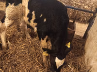 Bulle, Russian Black pied cattle — Foto 4