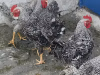 Chickens — الصورة 1