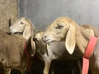 母羊, Arashan sheep — 照片 2
