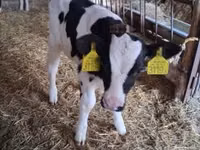 सांड, Russian Black pied cattle — फ़ोटो 2