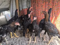 Chickens — الصورة 1