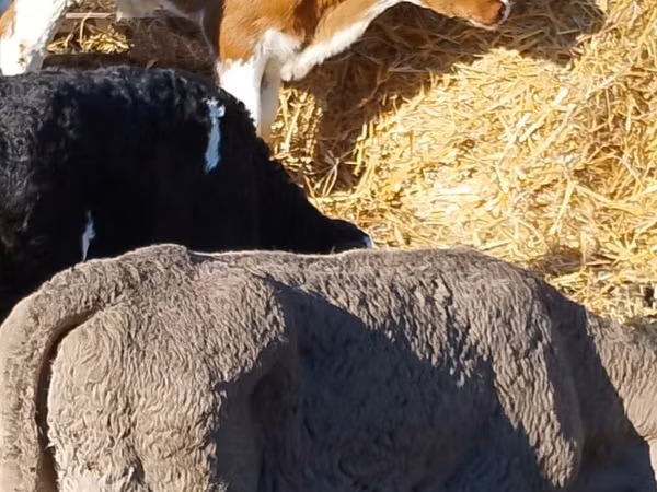 Bovine (lot, sex nespecificat), Simmental cattle