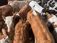 牛只（批次，未指定性别）, Russian Black pied cattle — 照片 2