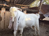 公山羊, Gulabi goats — 照片 5