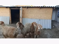 母羊, Sheep — 照片 1