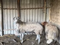 كبش, الأغنام — الصورة 4