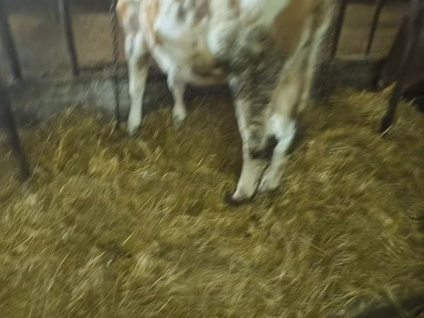 Vaca, Simmental cattle