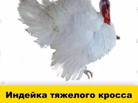 Chickens — 2-rasm