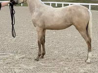 Toychoq, Rocky Mountain Horse — 2-rasm
