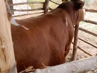 公牛, Simmental cattle — 照片 3