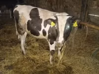 Bulle, Simmental cattle — Foto 3