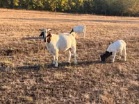 تيس, Boer goat — الصورة 3