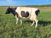 Kuh, Simmental cattle — Foto 2