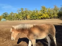 母马, Haflinger — 照片 7