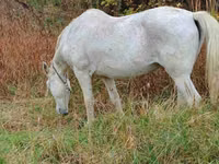 Iapă, Cai — foto 1