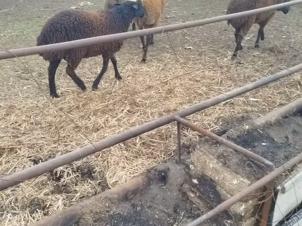 Oi (lot, sex nespecificat), Karabakh sheep