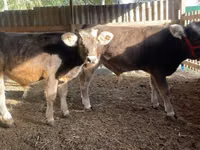 Qoramol (partiya, jinsi ko‘rsatilmagan), Swiss cattle — 3-rasm
