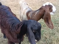 Echki, Damask goat — 2-rasm