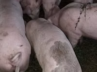 मादा सूअर, सूअर — फ़ोटो 1