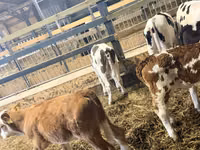 公牛, Russian Black pied cattle — 照片 6