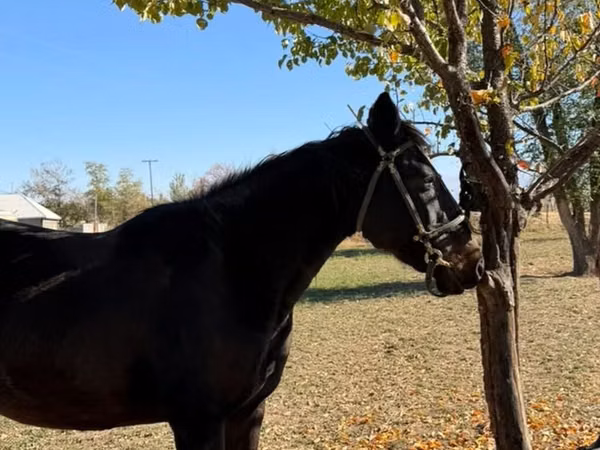 Stute, Horse breed