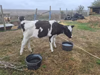 Bou, Russian Black pied cattle — foto 4