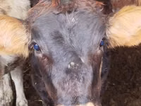 母牛, Cattle — 照片 1