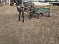 Égua, Cavalos — foto 2